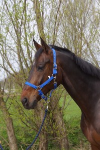 Dakota manege hillegom