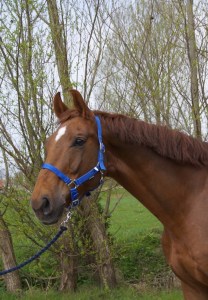 Aladin manege hillegom