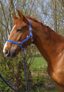 Chestnut chestnut