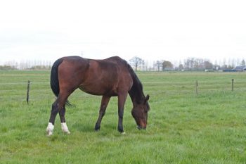 manege hillegom