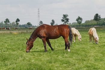 Lees meer over het artikel Unamie & Friends